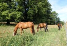 Confagricoltura: “Il cavallo sia una risorsa agricola a tutti gli effetti”
