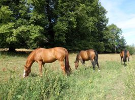 Confagricoltura: “Il cavallo sia una risorsa agricola a tutti gli effetti”