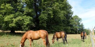 Confagricoltura: “Il cavallo sia una risorsa agricola a tutti gli effetti”