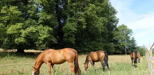 Confagricoltura: “Il cavallo sia una risorsa agricola a tutti gli effetti”