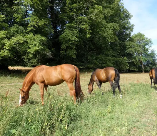 Confagricoltura: “Il cavallo sia una risorsa agricola a tutti gli effetti”