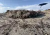 Parte in dieci Comuni della Sardegna la campagna “Non sono un’alga” per la tutela della posidonia
