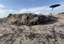 Parte in dieci Comuni della Sardegna la campagna “Non sono un’alga” per la tutela della posidonia