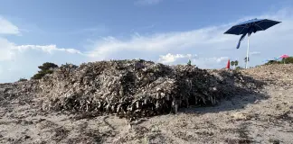 Parte in dieci Comuni della Sardegna la campagna “Non sono un’alga” per la tutela della posidonia