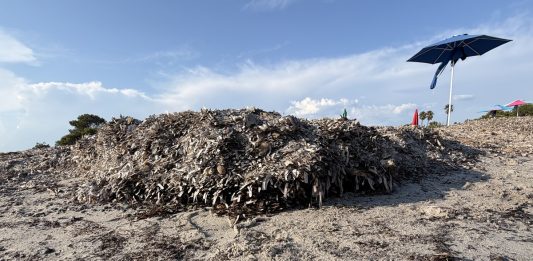 Parte in dieci Comuni della Sardegna la campagna “Non sono un’alga” per la tutela della posidonia
