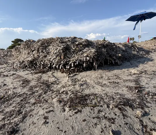 Parte in dieci Comuni della Sardegna la campagna “Non sono un’alga” per la tutela della posidonia