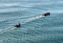 Cina: economia marina in crescita costante nel primo semestre 2026