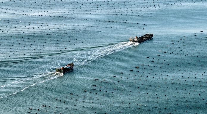 Cina: economia marina in crescita costante nel primo semestre 2026
