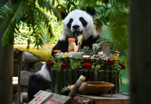 Cina: Tianjin, il panda gigante Xing Mei festeggia il suo 15esimo compleanno (1)
