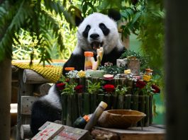 Cina: Tianjin, il panda gigante Xing Mei festeggia il suo 15esimo compleanno (1)