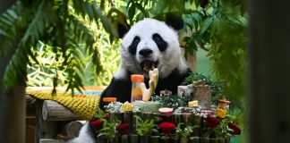 Cina: Tianjin, il panda gigante Xing Mei festeggia il suo 15esimo compleanno (1)