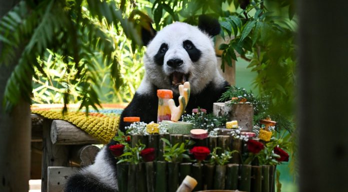 Cina: Tianjin, il panda gigante Xing Mei festeggia il suo 15esimo compleanno (1)