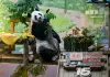 Cina: Tianjin, il panda gigante Xing Mei festeggia il suo 15esimo compleanno (2)