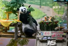 Cina: Tianjin, il panda gigante Xing Mei festeggia il suo 15esimo compleanno (2)