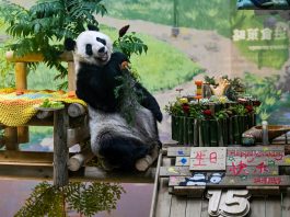 Cina: Tianjin, il panda gigante Xing Mei festeggia il suo 15esimo compleanno (2)