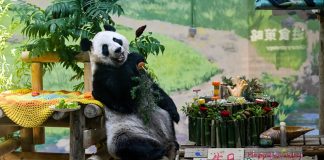 Cina: Tianjin, il panda gigante Xing Mei festeggia il suo 15esimo compleanno (2)
