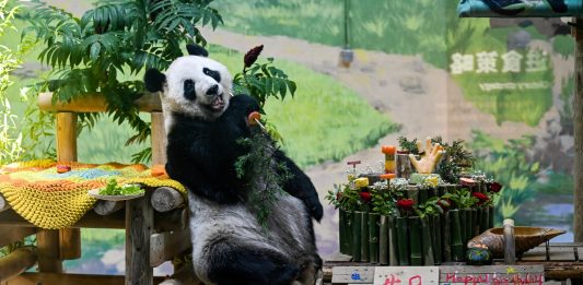 Cina: Tianjin, il panda gigante Xing Mei festeggia il suo 15esimo compleanno (2)