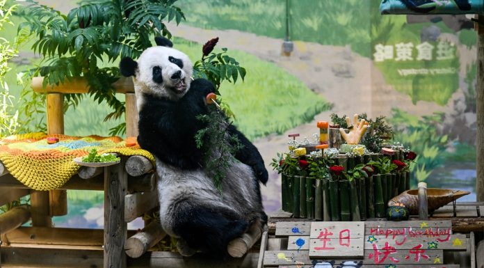 Cina: Tianjin, il panda gigante Xing Mei festeggia il suo 15esimo compleanno (2)