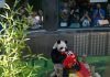 Cina: Tianjin, il panda gigante Xing Mei festeggia il suo 15esimo compleanno (3)