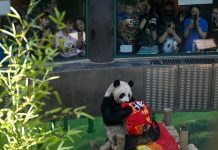Cina: Tianjin, il panda gigante Xing Mei festeggia il suo 15esimo compleanno (3)