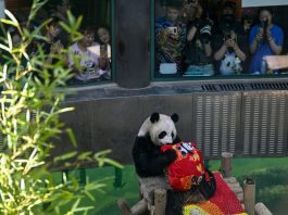 Cina: Tianjin, il panda gigante Xing Mei festeggia il suo 15esimo compleanno (3)