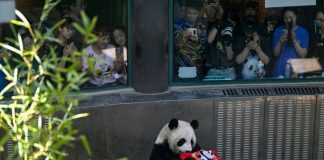 Cina: Tianjin, il panda gigante Xing Mei festeggia il suo 15esimo compleanno (3)