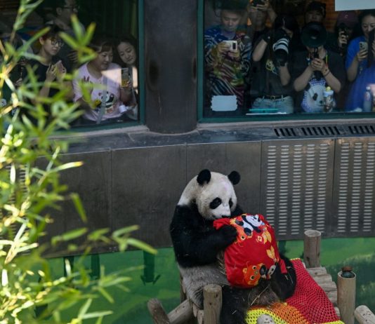 Cina: Tianjin, il panda gigante Xing Mei festeggia il suo 15esimo compleanno (3)