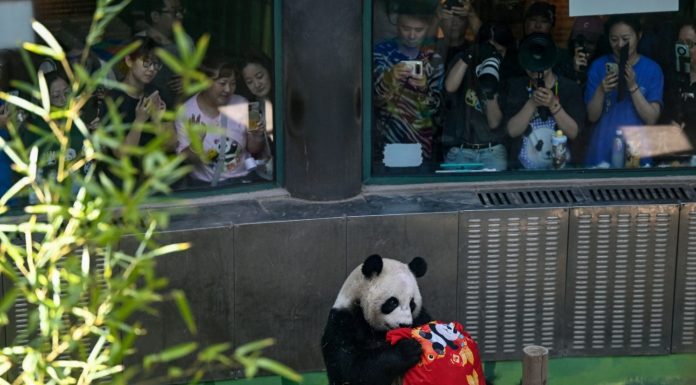 Cina: Tianjin, il panda gigante Xing Mei festeggia il suo 15esimo compleanno (3)
