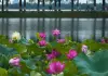 Cina: fiori di loto in piena fioritura al Lago dell’Est di Wuhan (1)