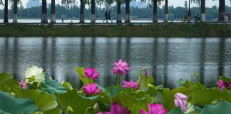 Cina: fiori di loto in piena fioritura al Lago dell’Est di Wuhan (1)
