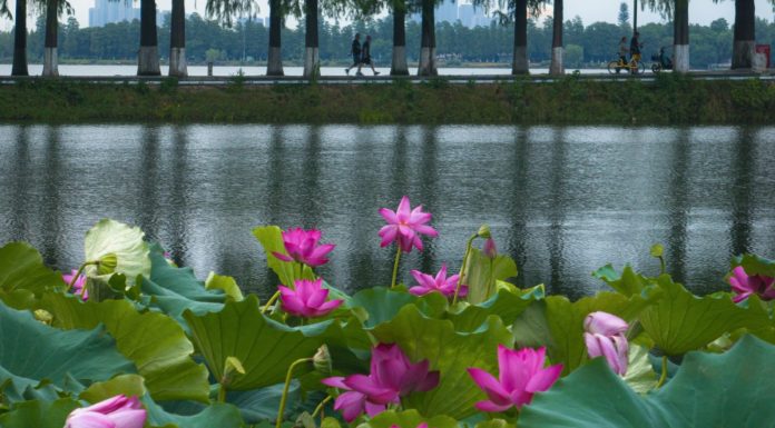 Cina: fiori di loto in piena fioritura al Lago dell’Est di Wuhan (1)
