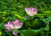 Cina: fiori di loto in piena fioritura al Lago dell’Est di Wuhan (2)