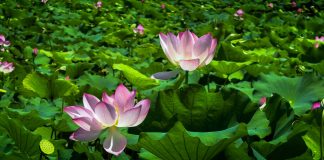 Cina: fiori di loto in piena fioritura al Lago dell’Est di Wuhan (2)