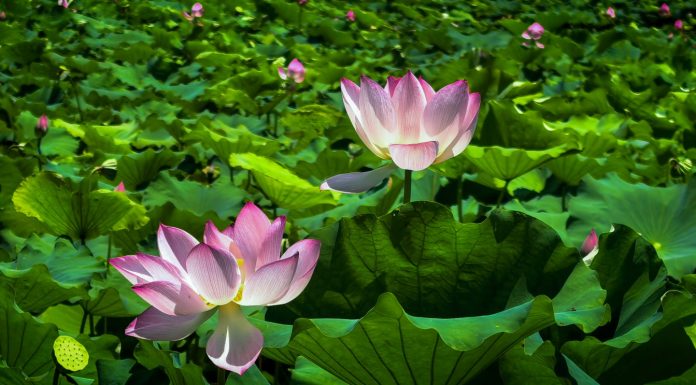 Cina: fiori di loto in piena fioritura al Lago dell’Est di Wuhan (2)