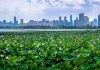 Cina: fiori di loto in piena fioritura al Lago dell’Est di Wuhan (3)