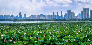 Cina: fiori di loto in piena fioritura al Lago dell’Est di Wuhan (3)