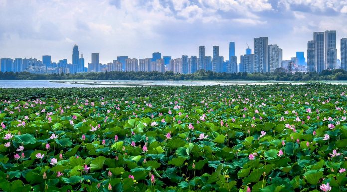 Cina: fiori di loto in piena fioritura al Lago dell’Est di Wuhan (3)