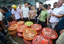 Cina: granchi freschi al mercato ittico di Zhoushan (1)