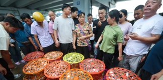 Cina: granchi freschi al mercato ittico di Zhoushan (1)