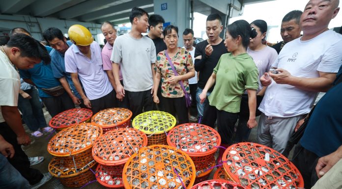 Cina: granchi freschi al mercato ittico di Zhoushan (1)