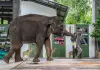 Cina: nello Yunnan si celebra il compleanno dell’elefante Yangniu (1)