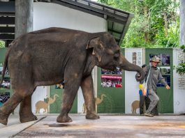 Cina: nello Yunnan si celebra il compleanno dell’elefante Yangniu (1)