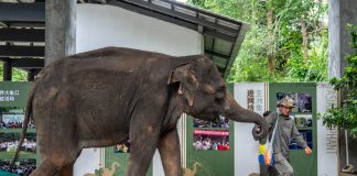 Cina: nello Yunnan si celebra il compleanno dell’elefante Yangniu (1)
