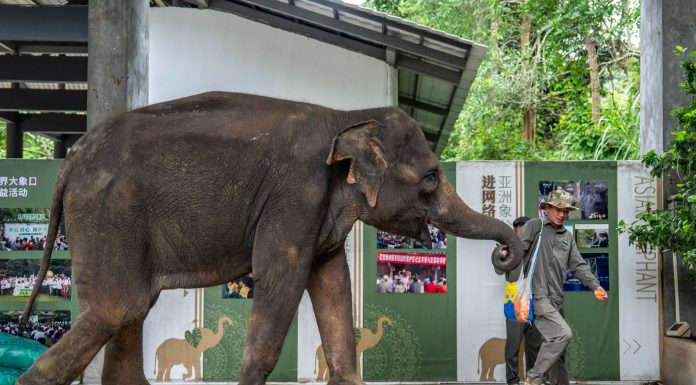 Cina: nello Yunnan si celebra il compleanno dell’elefante Yangniu (1)