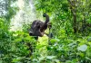 Cina: nello Yunnan si celebra il compleanno dell’elefante Yangniu (2)