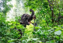Cina: nello Yunnan si celebra il compleanno dell’elefante Yangniu (2)