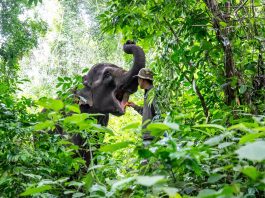 Cina: nello Yunnan si celebra il compleanno dell’elefante Yangniu (2)