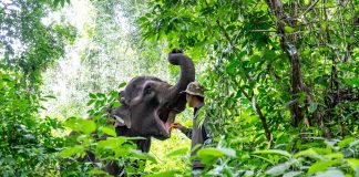 Cina: nello Yunnan si celebra il compleanno dell’elefante Yangniu (2)