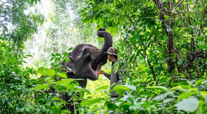 Cina: nello Yunnan si celebra il compleanno dell’elefante Yangniu (2)
