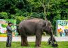 Cina: nello Yunnan si celebra il compleanno dell’elefante Yangniu (3)